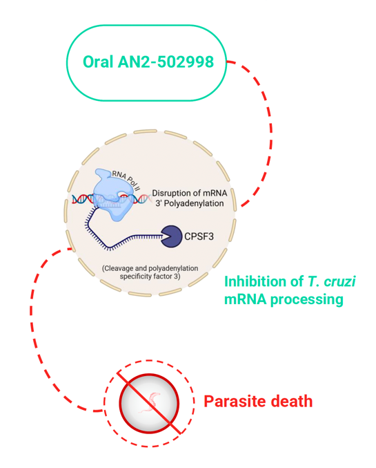 Diagram of oral AN2-502998 blocking T. cruzi mRNA processing, leading to parasite death.